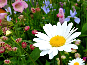 White Daisy White Daisy