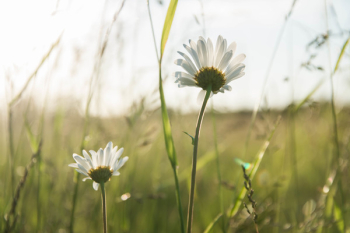 White Daisy White Daisy