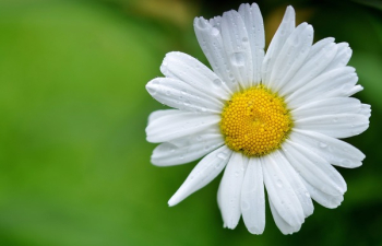 White Daisy White Daisy