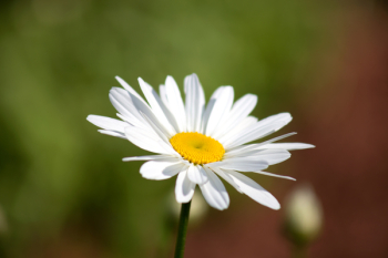 White Daisy White Daisy