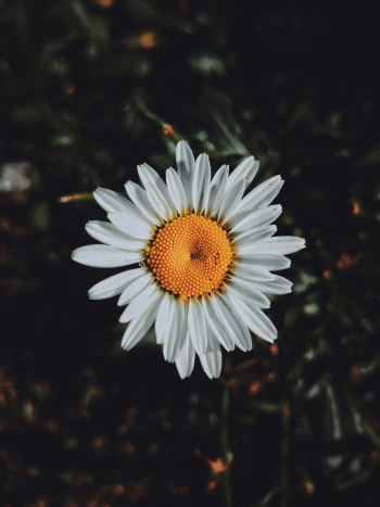 White Daisy White Daisy