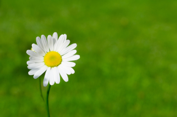White Daisy Closeup Photography White Daisy Closeup Photography