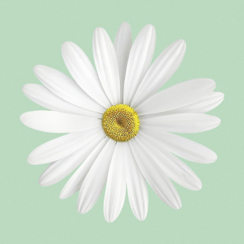 White daisy collage element, flower | Free PSD - rawpixel White daisy collage element, flower | Free PSD - rawpixel