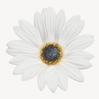 White daisy collage element psd | Free PSD - rawpixel White daisy collage element psd | Free PSD - rawpixel