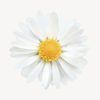White daisy collage element, spring | Free PSD - rawpixel White daisy collage element, spring | Free PSD - rawpixel
