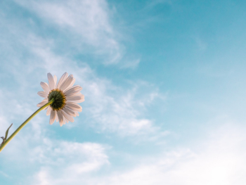 White Daisy Flower Bloom White Daisy Flower Bloom