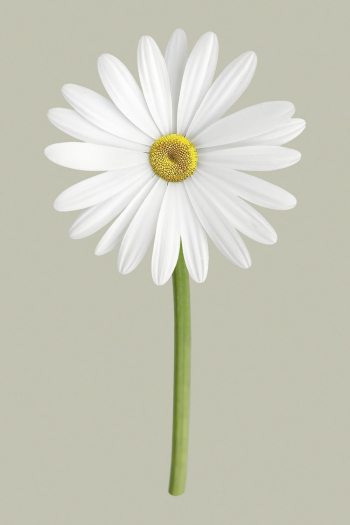White daisy, flower collage element | Free PSD - rawpixel White daisy, flower collage element | Free PSD - rawpixel