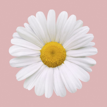 White daisy, flower collage element | Free PSD - rawpixel White daisy, flower collage element | Free PSD - rawpixel