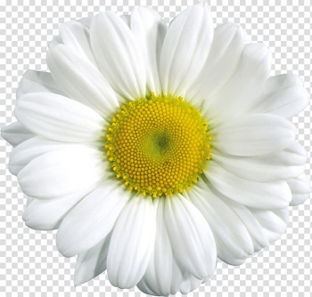White daisy flower, Common daisy , Daisy Flower transparent background PNG clipart White daisy flower, Common daisy , Daisy Flower transparent background PNG clipart