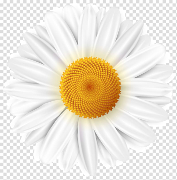 White daisy flower , Common daisy , White Daisy transparent background PNG clipart White daisy flower , Common daisy , White Daisy transparent background PNG clipart