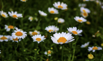 White Daisy Flower Field White Daisy Flower Field