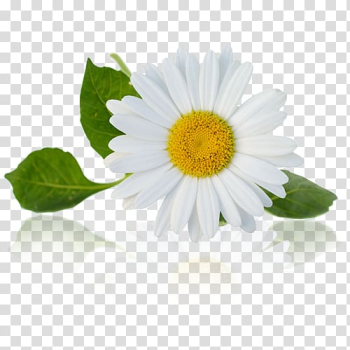 White daisy flower illustration, Chamomile , chamomile transparent background PNG clipart