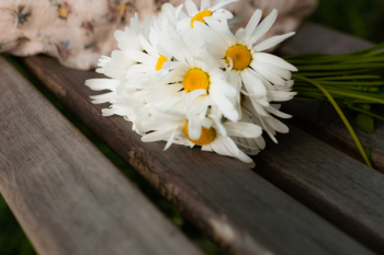 White Daisy on Brown Wood White Daisy on Brown Wood