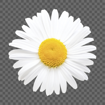 White daisy png, flower clipart, | Free PNG - rawpixel