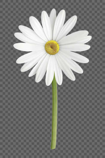 White daisy png, flower clipart, | Free PNG - rawpixel