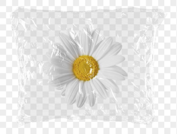 White daisy png flower plastic | Free PNG - rawpixel