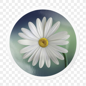 White daisy png Spring flower | Free PNG - rawpixel