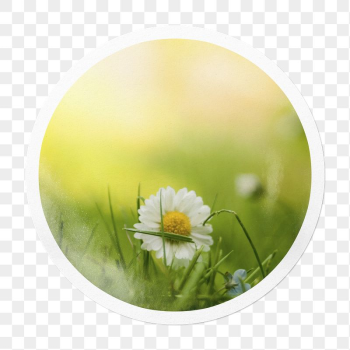 White daisy png Spring flower | Free PNG - rawpixel