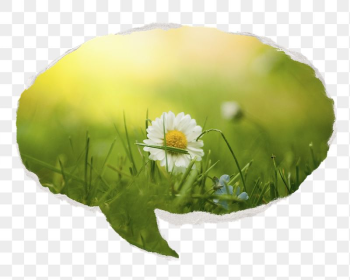 White daisy png Spring flower | Free PNG - rawpixel