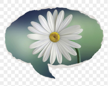 White daisy png Spring flower | Free PNG - rawpixel