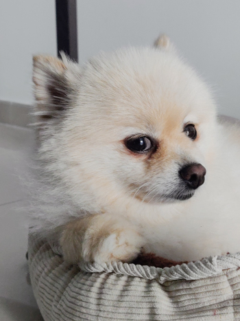 White Dog Lying on Pet Bed White Dog Lying on Pet Bed