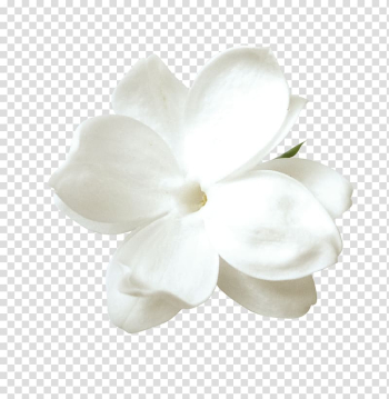 White dogwood flower in bloom, Tulip Flower Petal, White tulips transparent background PNG clipart