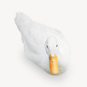 White duck, animal isolated design | Free Photo - rawpixel White duck, animal isolated design | Free Photo - rawpixel