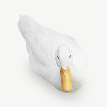 White duck collage element | Free PSD - rawpixel White duck collage element | Free PSD - rawpixel