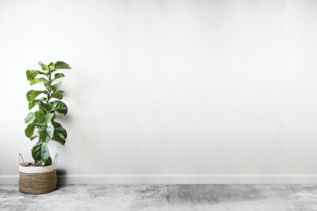 White empty room with a plant | Free PSD Mockup - rawpixel