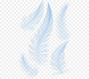 White feather White feather - White feathers White feather White feather - White feathers