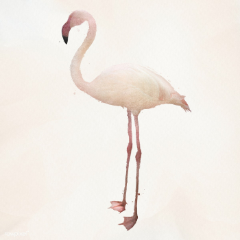 White flamingo bird design element illustration | Free  illustration - 2339096