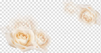 White floral , Garden roses Floral design Cut flowers Flower bouquet, White roses transparent background PNG clipart