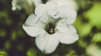 White Flower White Flower