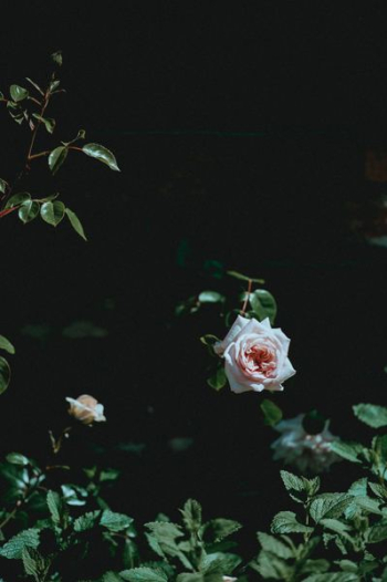 white flower white flower