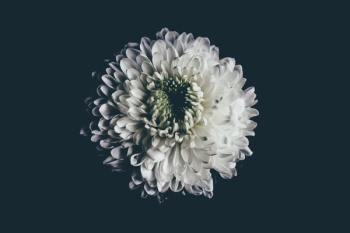 white flower white flower