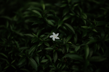 White Flower White Flower