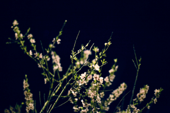 White Flower White Flower