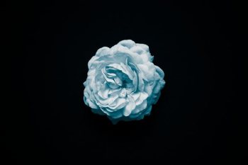 white flower white flower