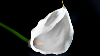 White Flower White Flower