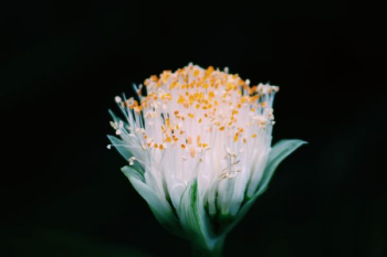white flower white flower
