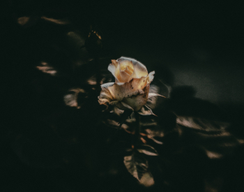 White Flower White Flower
