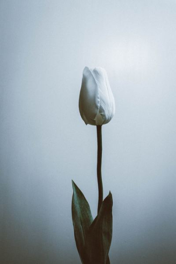 white flower white flower