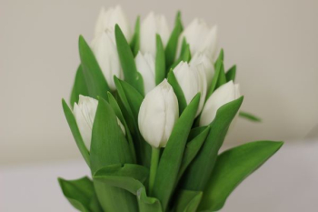 white flower white flower
