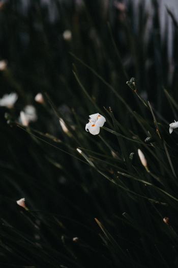White Flower White Flower