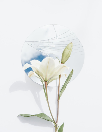 White Flower White Flower