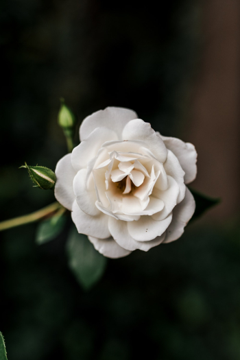 White Flower White Flower