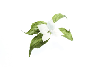 White Flower White Flower