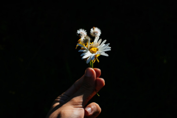 White Flower White Flower