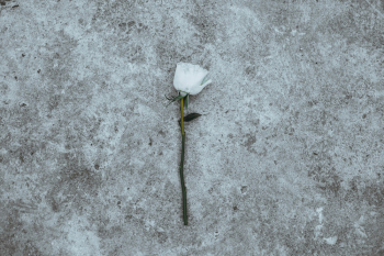 White Flower White Flower