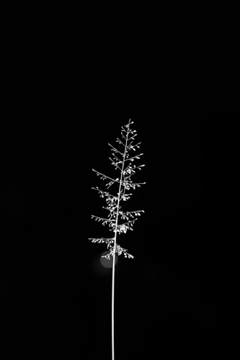 White Flower White Flower